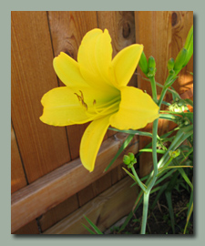 Autumn Daffodil