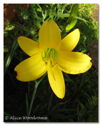 Autumn Daffodil