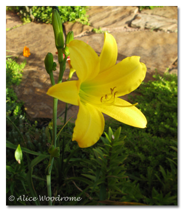 Autumn Daffodil