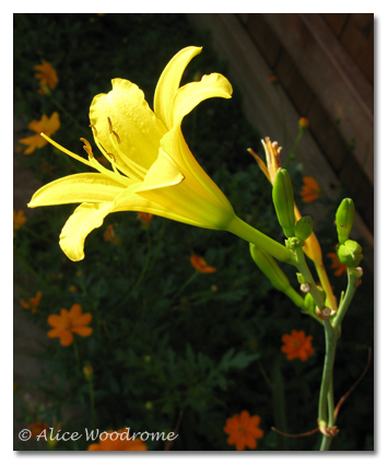 Autumn Daffodil