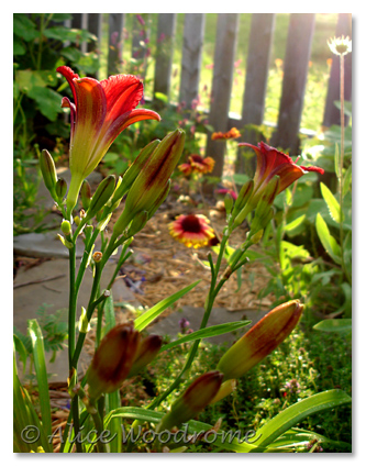 Blackberry Wine Daylily