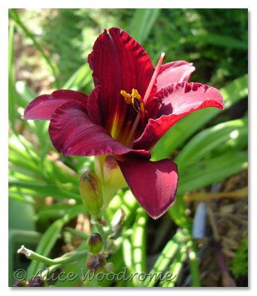 Blackberry Wine Daylily