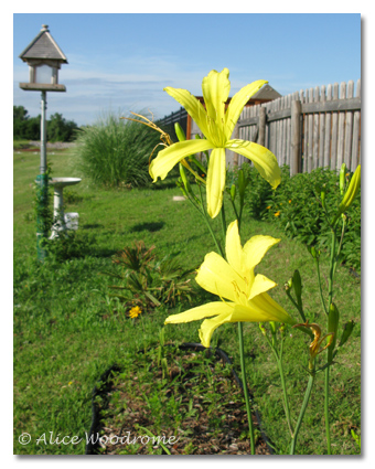 Hemerocallis Citrina