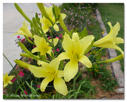 Hemerocallis Citrina