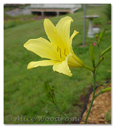 Hemerocallis Citrina