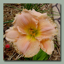 Click here for Mellon to Peach daylilies