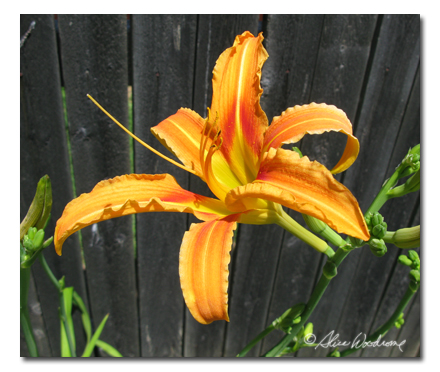 species Daylily, Hemerocallis fulva