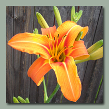 Hemerocallis fulva