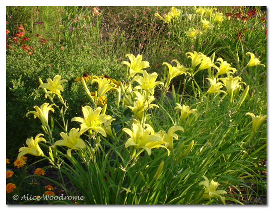 Lemon Yellow