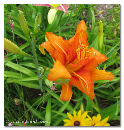 Kwanso Hemerocallis fulva