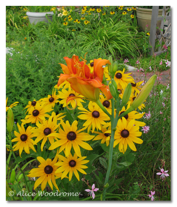 Kwanso Hemerocallis fulva