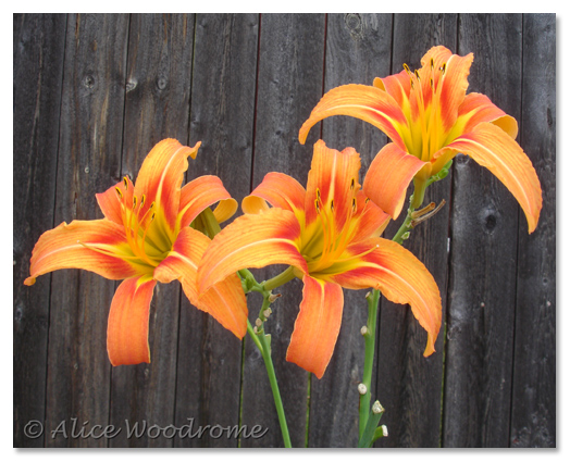 species Daylily, Hemerocallis fulva