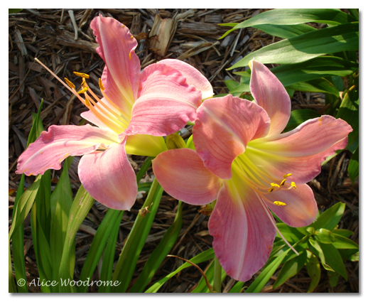 Pink Perfection