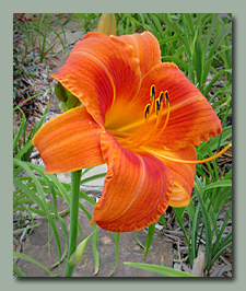 Click here for Apricot to Orange Daylilies