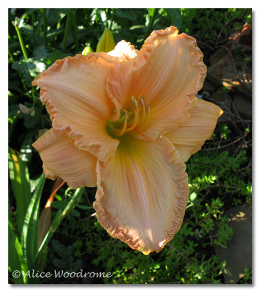 Ruffled Apricot