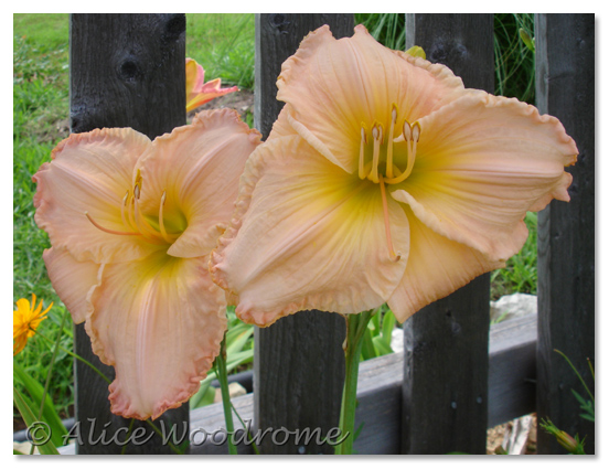 Ruffled Apricot