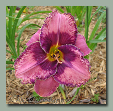 Click here for Purple Daylilies