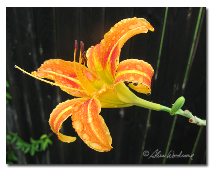 species Daylily, Hemerocallis fulva