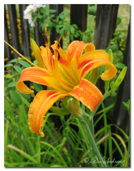 species Daylily, Hemerocallis fulva