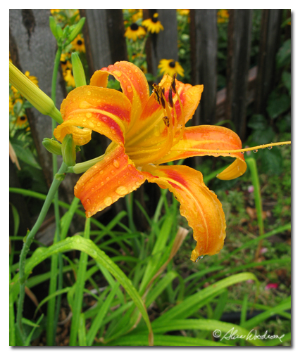 species Daylily, Hemerocallis fulva