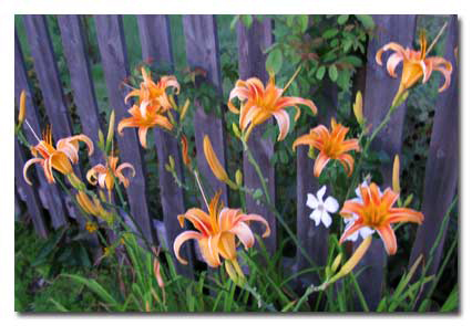 species Daylily, Hemerocallis fulva