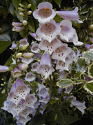 Foxglove