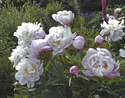 Peonies