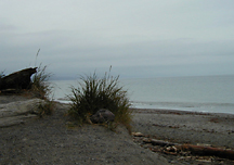 Dungeness Spit