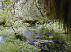 stream through the forest