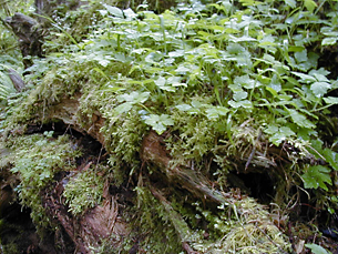 plant growth on log