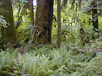 Hoh Rain Forest