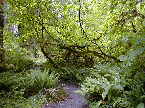 Hoh Rain Forest