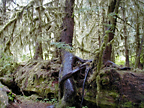 nurse log and trees