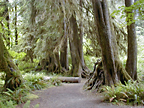 trees on stilts