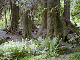 Nurse Trees