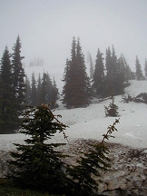 On the way to Hurricane Ridge