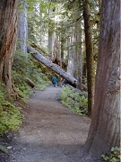 Grove of the Patriarchs