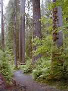 Big trees at Raineir Forest
