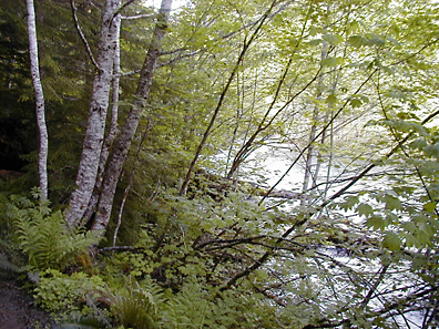 Forest in Rainier National Park