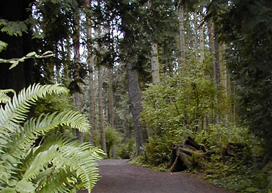 Old-Growth Forest in Rainier