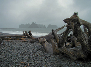 Rialto Beach driftwood