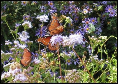 Fritillary Butterflies at WildSeed Farm -- click to view picture large