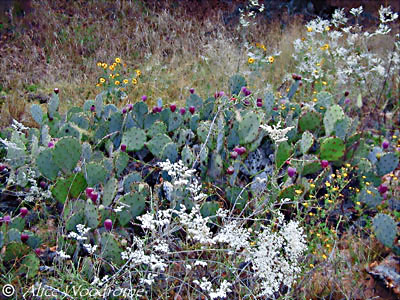 I loved the pricky pear cacti and other native plants -- click to see larger version