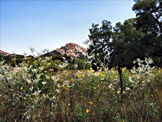 There were other big rocks at Enchanted Rock  - Click for larger view