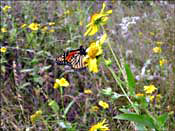 Butterfly and flowers at Enchanted Rock -- click to see larger version