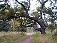 We loved this tree along the trail - Click for larger view