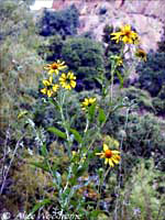 at Enchanted Rock -- click to see larger version