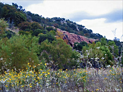 We saw lots of wild flowers at Enchanted Rock  - Click for larger view