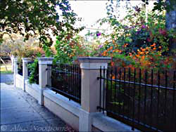 A beautiful wild garden behind a great fence in the King William District - click to view picture large