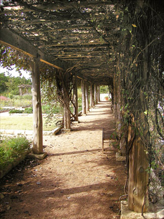 Grape arbor at the Lady Bird Johnson Wildflower Center -- click to see larger size